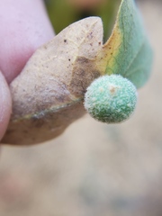 Cynips multipunctata
