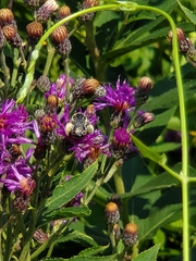 Melissodes denticulatus