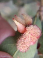 Andricus crystallinus
