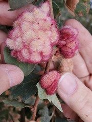 Andricus crystallinus