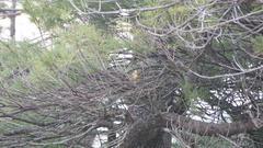 Setophaga discolor