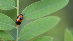 Physosmaragdina nigrifrons