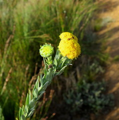 Schistostephium umbellatum