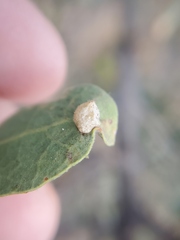Andricus atrimentus