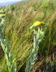 Schistostephium umbellatum