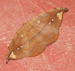 Oxydia geminata
