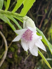 Thunia alba bracteata