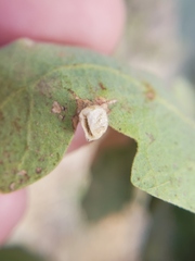 Andricus atrimentus