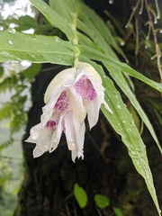 Thunia alba bracteata