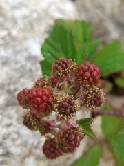 Rubus carpetanus