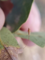 Andricus pedicellatus