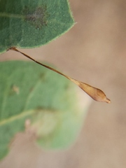 Andricus pedicellatus