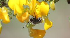 Alloscirtetica tristrigata