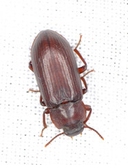 Neatus tenebrioides