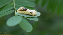 Phalera flavescens