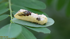 Phalera flavescens