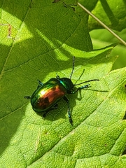 Chrysochus auratus
