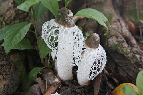 Phallus atrovolvatus Kreisel & Calonge