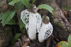 Phallus atrovolvatus