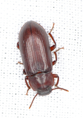 Neatus tenebrioides