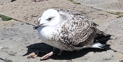 Larus