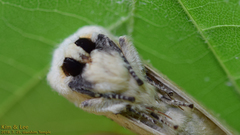 Phalera flavescens