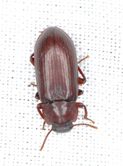 Neatus tenebrioides