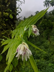 Thunia alba bracteata