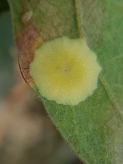 Andricus pattersonae