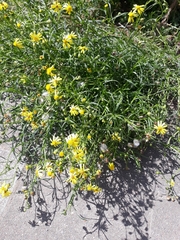 Senecio inaequidens