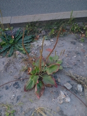 Plantago major