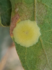 Andricus pattersonae