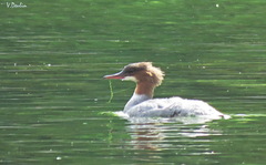 Mergus merganser
