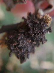 Burnettweldia corallina