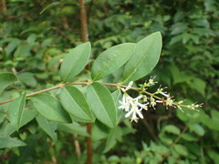 Ligustrum tschonoskii kiyozumianum