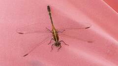 Erythrodiplax nigricans