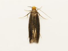 Doleromorpha porphyria