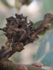 Burnettweldia corallina