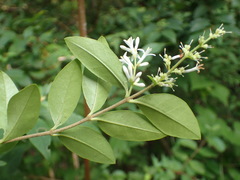 Ligustrum tschonoskii kiyozumianum