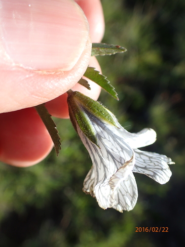 Image of Monsonia attenuata by no rights reserved