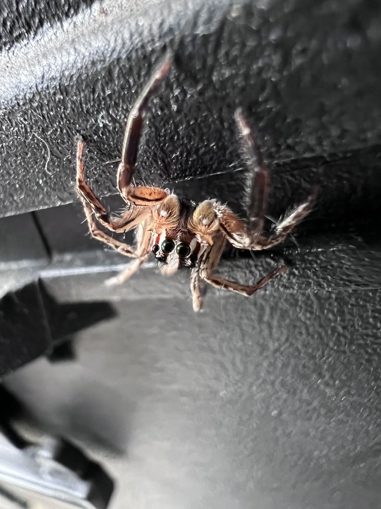 Pantropical Jumping Spider From Eddie Dr, Houston, Tx, Us On August 02 