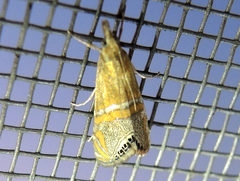 Euchromius bella