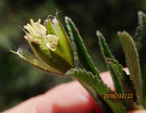 Image of Monsonia attenuata by no rights reserved