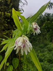 Thunia alba bracteata