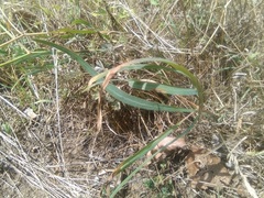 Falcaria vulgaris