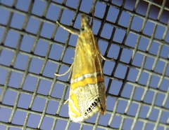 Euchromius bella