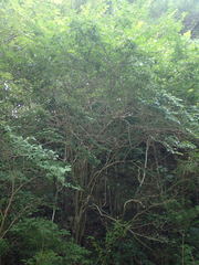 Ligustrum tschonoskii kiyozumianum