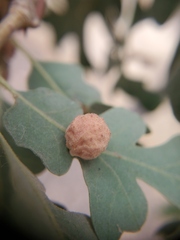 Cynips conspicuus