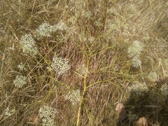 Falcaria vulgaris