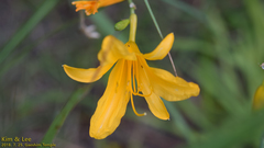 Hemerocallis hakuunensis
